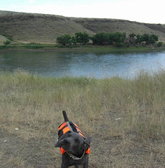12 weeks Gus river shake27 • <a style="font-size:0.8em;" href="http://www.flickr.com/photos/66999112@N00/7672715268/" target="_blank">View on Flickr</a>