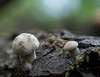 Duo of small mushrooms