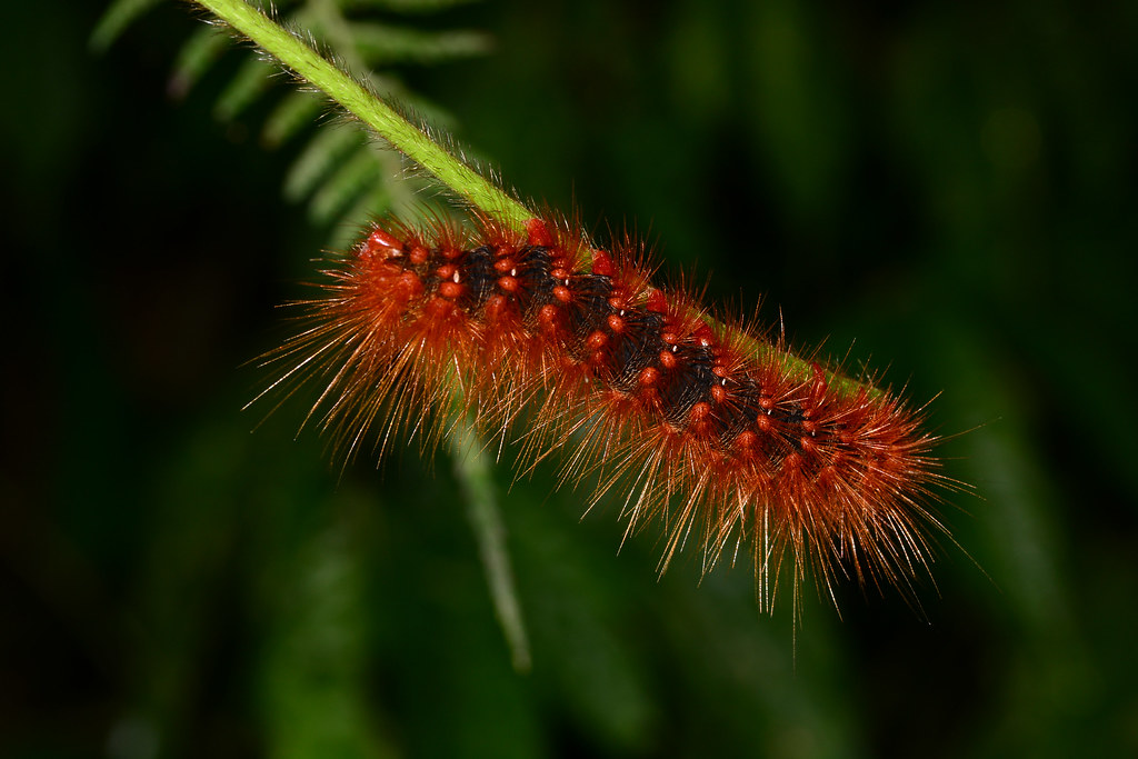 Hairy Caterpillars 31