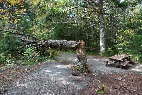 Fallen tree