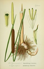 Anglų lietuvių žodynas. Žodis typha angustifolia reiškia <li>Typha angustifolia</li> lietuviškai.