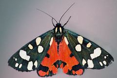 Scarlet Tiger Moth (Callimorpha dominula)