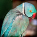 turquoise parrot