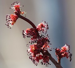 Anglų lietuvių žodynas. Žodis flowering maple reiškia žydėjimo klevas lietuviškai.