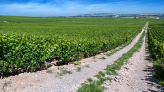 Anglų lietuvių žodynas. Žodis viniculture reiškia n = viticulture lietuviškai.