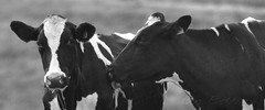 Acicalamiento entre vacas