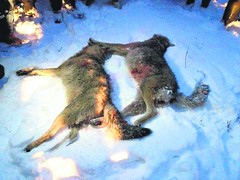 Wolf Hunting / Caza del Lobo