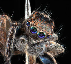 Jumping Spider 10x