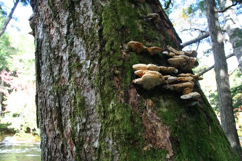 Moss and mushrooms