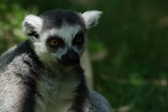 Ring-tailed lemur • <a style="font-size:0.8em;" href="http://www.flickr.com/photos/62284930@N02/7605203738/" target="_blank">View on Flickr</a>
