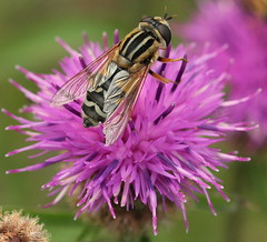 Canon EOS 60D.Canon EF-S 60mm Macro Lens.Female Sunfly (Hoverfly) On A Knapweed Flower August 28th 2012.