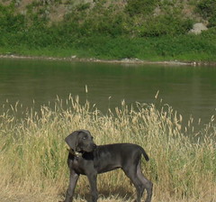 12 weeks Gus side33 • <a style="font-size:0.8em;" href="http://www.flickr.com/photos/66999112@N00/7672715828/" target="_blank">View on Flickr</a>