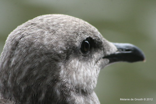 Young Seagull Profile
