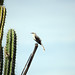 Uccello del Desierto de la Tatacoa
