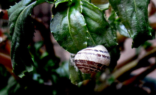 caracol 01 • <a style="font-size:0.8em;" href="http://www.flickr.com/photos/30735181@N00/7834597530/" target="_blank">View on Flickr</a>