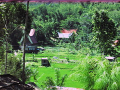 Torajan Countryside