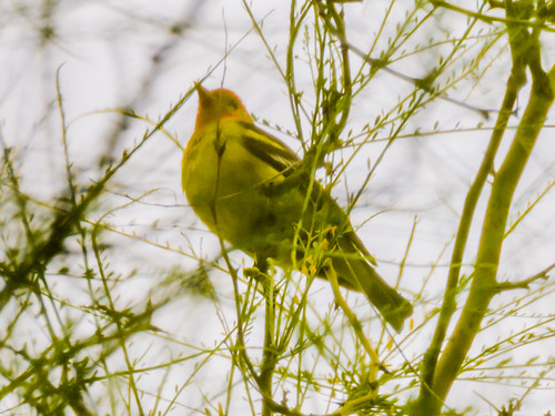 Western Tanager • <a style="font-size:0.8em;" href="http://www.flickr.com/photos/59465790@N04/8721639569/" target="_blank">View on Flickr</a>