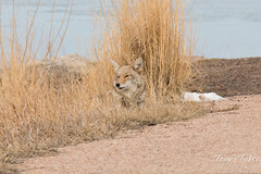 Female coyote relaxes in the grass