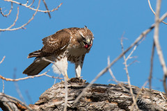 Red Tailed Hawk enjoys its dinner