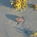 Stranded Jellyfish<br /><span style="font-size:0.8em;">A jellyfish washed up on the shore at Cocoa Beach, Florida. April 2008<br /></span>