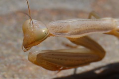 Mantis (cara)