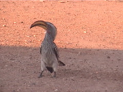 Africa's mascot - the Hornbill
