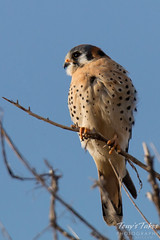 Male American Kestrel enjoys a quiet late afternoon