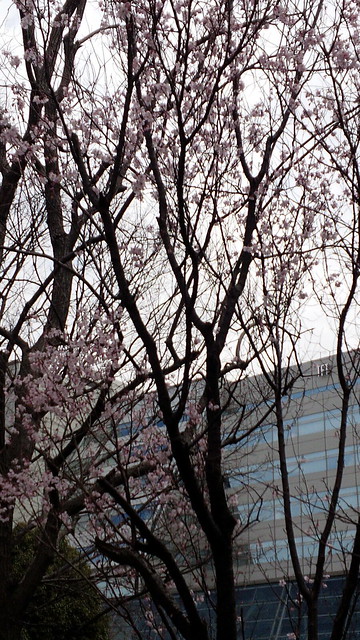 TFT前の公園の桜