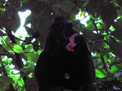 Eating Macaque