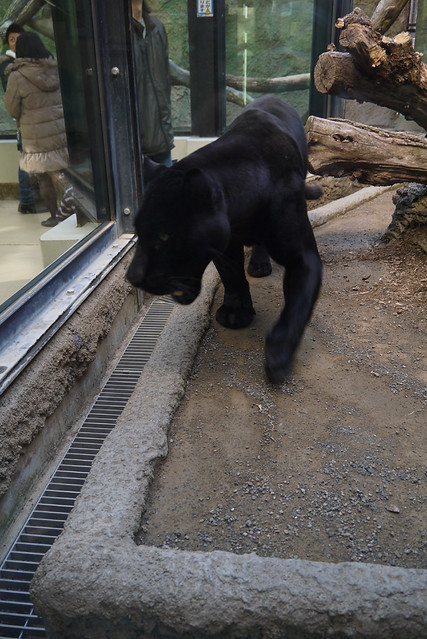 同じく猛獣館のジャガー。｜静岡市立日本平動物園