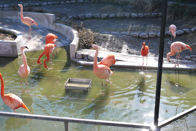 以前はメインゲート入って正面の場所にいたフラミンゴも、フラ。｜静岡市立日本平動物園