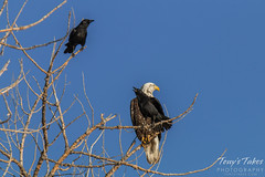 Crows hassle a Bald Eagle