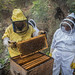Nicaragua bees 59737