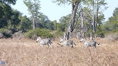 Zebras on the Plains