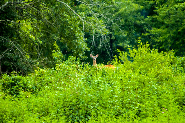 Stillwater Marsh - Whitetail Deer - August 2013