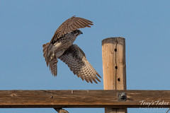 Prairie Falcon takes flight