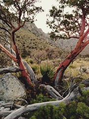 Guadalupe mountains national park