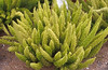 Foxtail fern • <a style="font-size:0.8em;" href="http://www.flickr.com/photos/101656099@N05/9736797608/" target="_blank">View on Flickr</a>