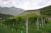Die Weinhänge des Klosters • <a style="font-size:0.8em;" href="http://www.flickr.com/photos/93161453@N03/12053115396/" target="_blank">View on Flickr</a>
