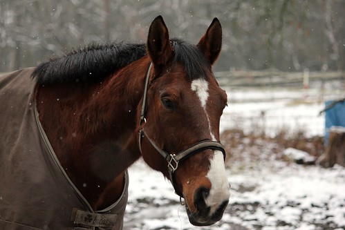 Pferde im Winter (9/14) • <a style="font-size:0.8em;" href="http://www.flickr.com/photos/69570948@N04/16217445350/" target="_blank">Auf Flickr ansehen</a>