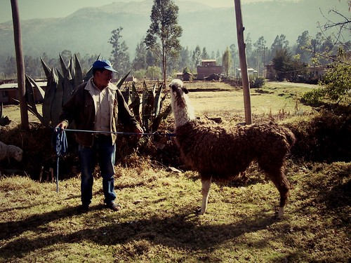 Lama, Andahuaylas, Pérou