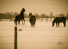 Dec 17: Horseplay