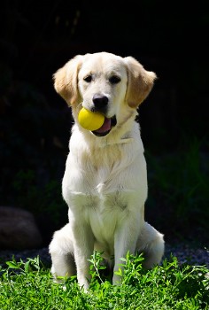Lola - A 5 month Golden Retriever Puppy