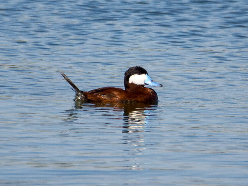 Ruddy Duck • <a style="font-size:0.8em;" href="http://www.flickr.com/photos/59465790@N04/9473946478/" target="_blank">View on Flickr</a>