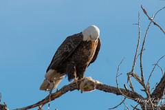 Bald Eagle guards its squirrel lunch