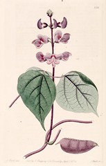 Anglų lietuvių žodynas. Žodis hyacinth bean reiškia hiacintas pupelių lietuviškai.