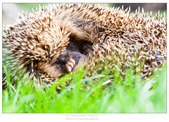 hedgehog in sleep