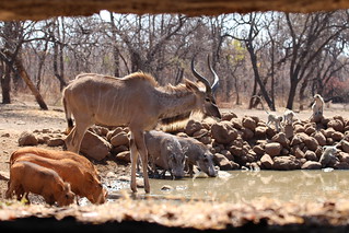 Zimbabwe Hunting Safari 32