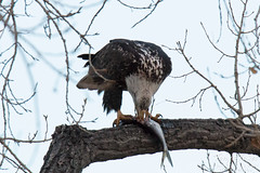 Bald Eagle devours a trout