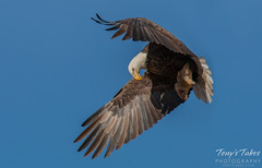 Bald Eagle takes flight with its squirrel lunch